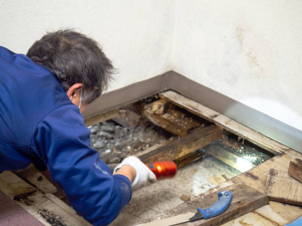 Best Residential Mold Removal  in New Baltimore, OH