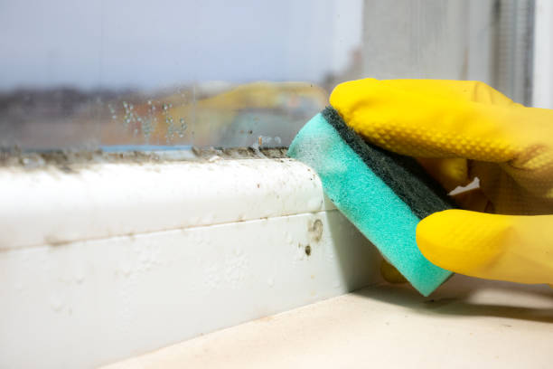 Mold Testing and Removal in New Baltimore, OH