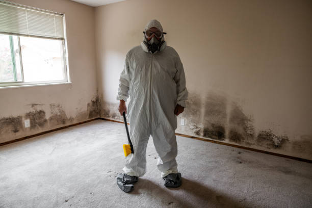 Best Attic Mold Removal  in New Baltimore, OH